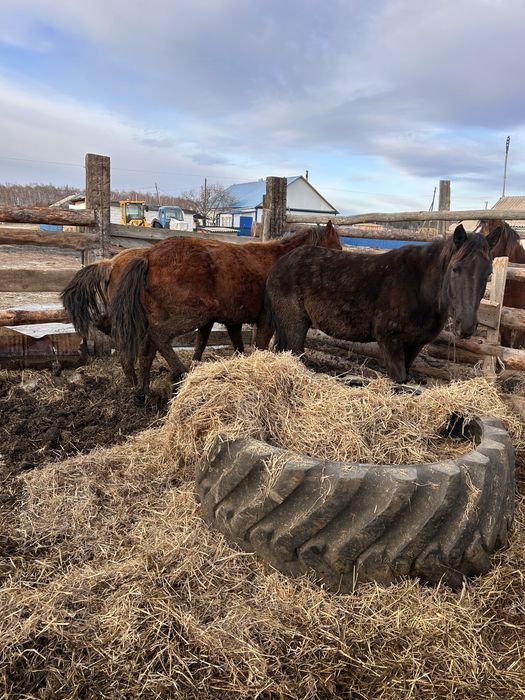 Продам кобыл с откорма