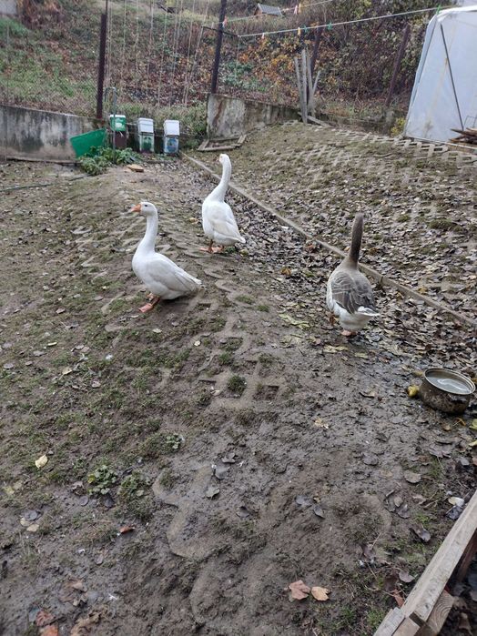 продавам млади гъски