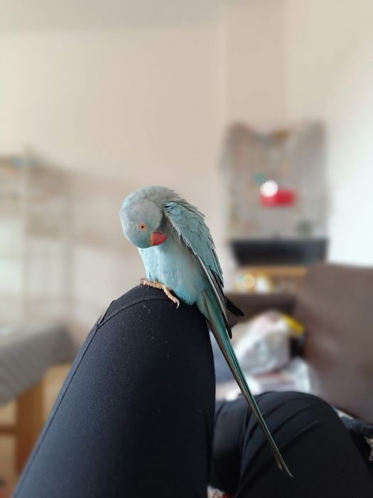 Papagali vorbitori blanzi Micul alexandru Alexander