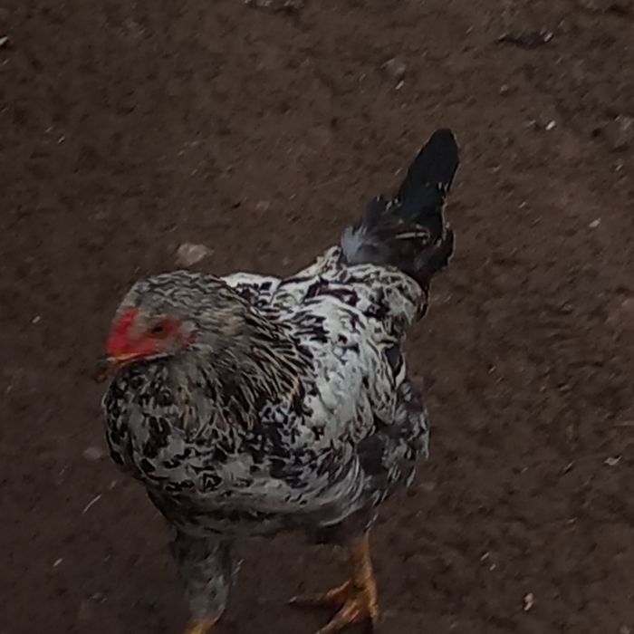 Cocosi frumoși de vânzare