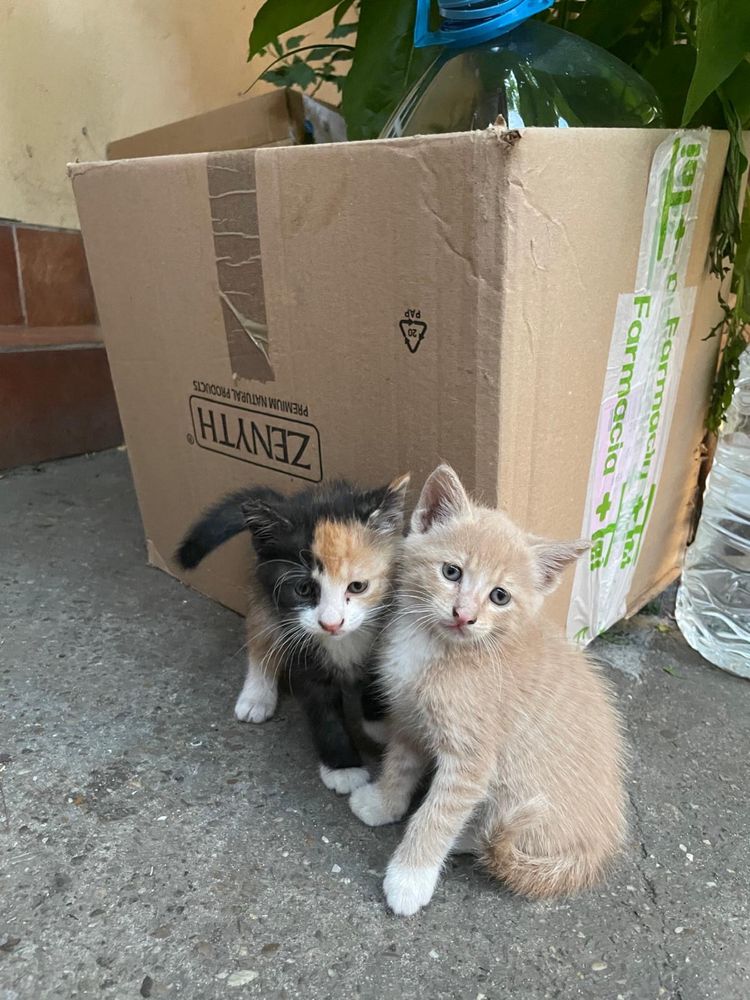 Ofer spre adoptie pisicute