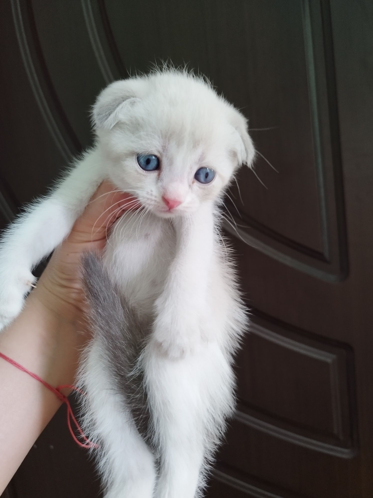 Скоттиш фолд ва страйт