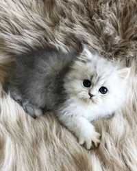 персийски котета