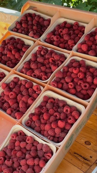 Малина кучат сотилади