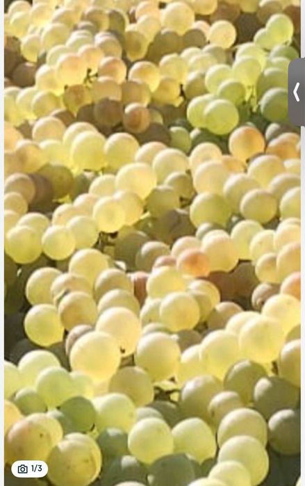 Vand struguri de masa