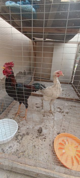 Шалпан ишкивозларига