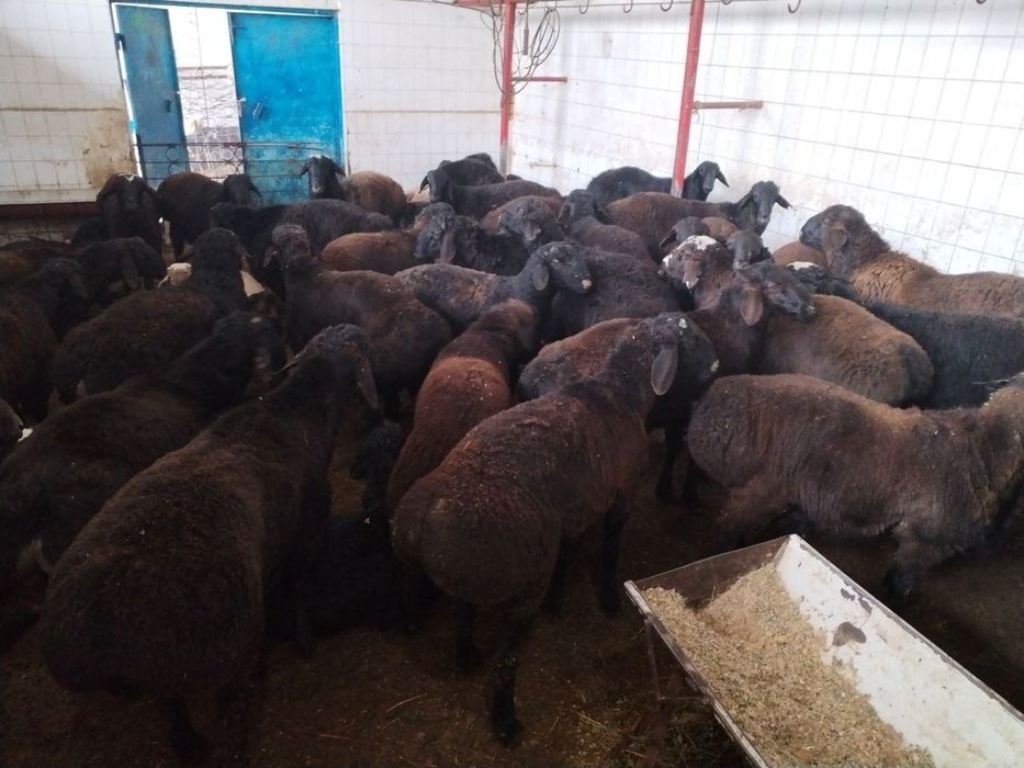 Qassob servis  Siz izlagan Tam va sifat uygʻunligi