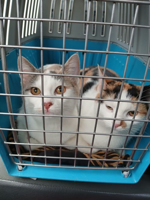 Gratuit Doua pisicuțe in vârstă de 5 luni foarte blânde si frumoase ca