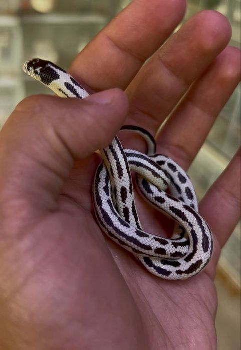 Королевская Калифорнийская змея