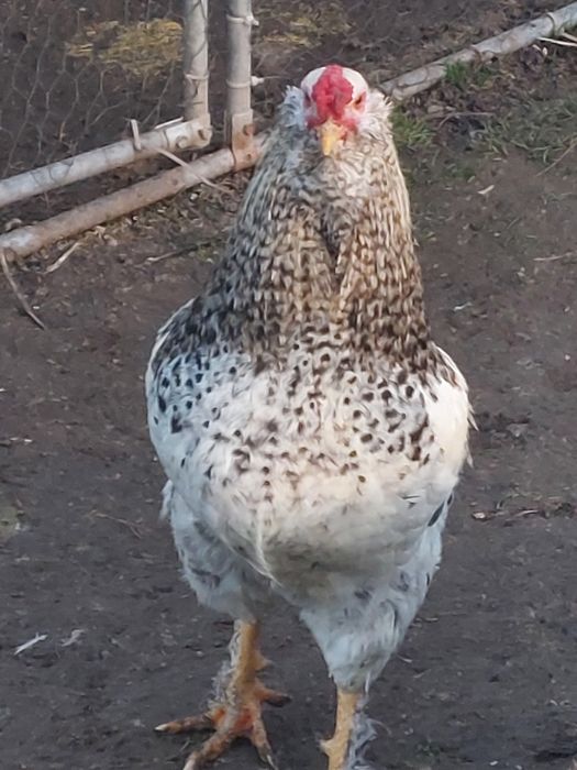 Cocos araucana 2025
