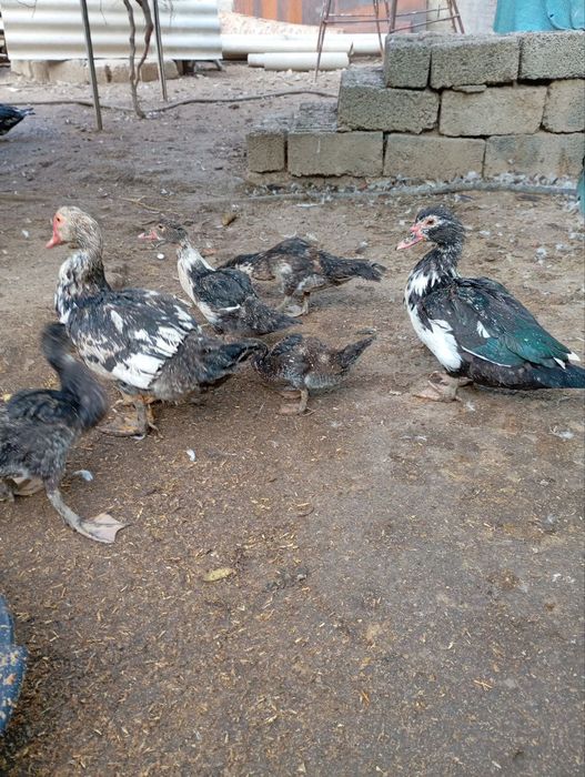 Induk O‘rdeklar Damashniy