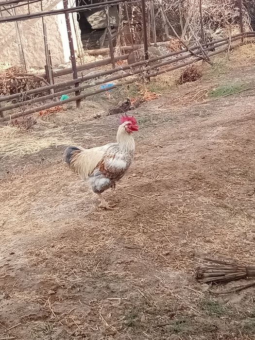 Xoroz tovuqla sotiladi xoʻroz