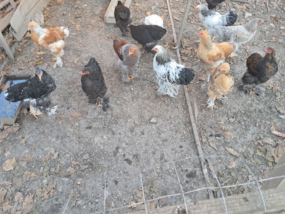 Găini Brahma tineret