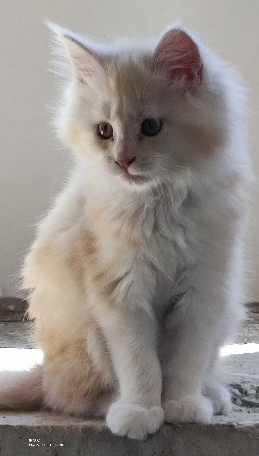 Котенце Мейн кун