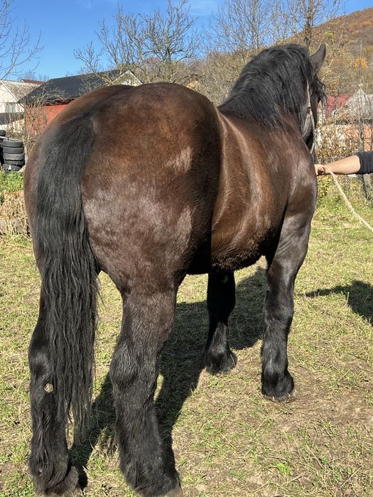 Manza 2 ani 1.70 inaltime cu acte 850 kg blanda