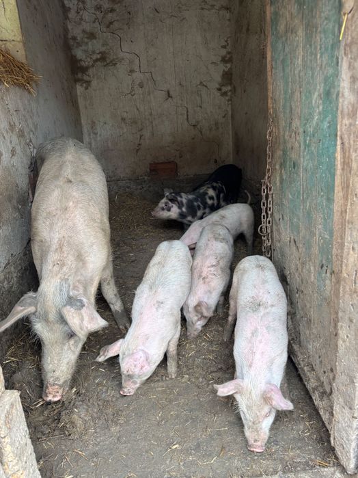 Продават се цена на лично