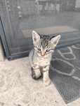 Adopt doi pisoiași
