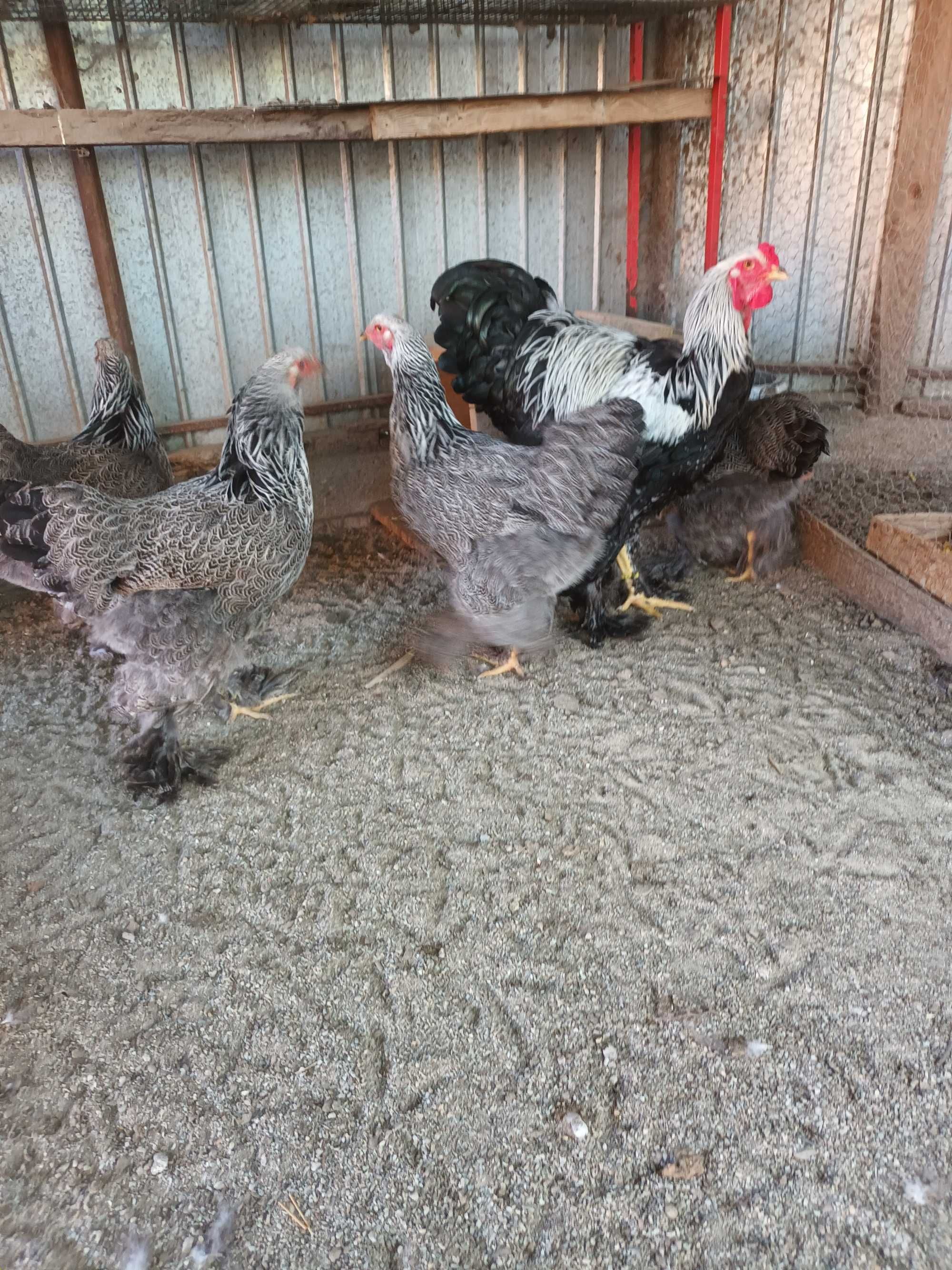 Oua de incubat brahma si cochinchina