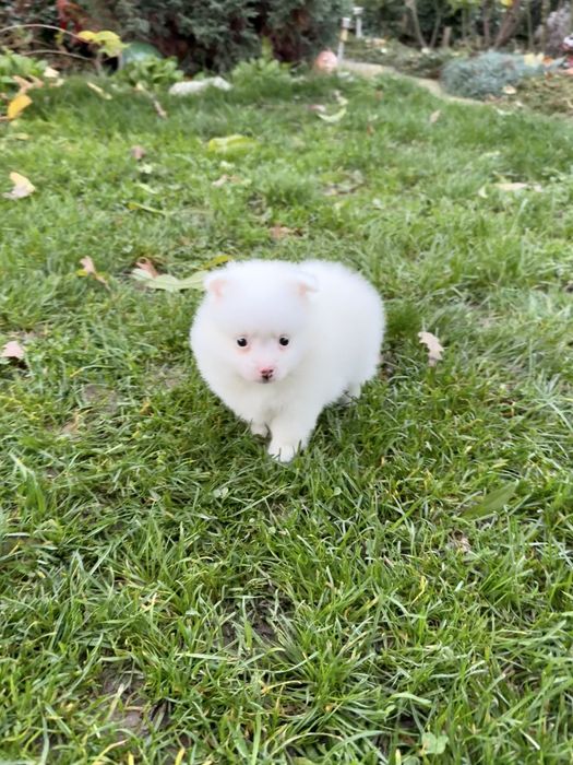 Померан мини момче. Померанче