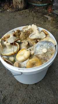 Продам грибы большом количестве