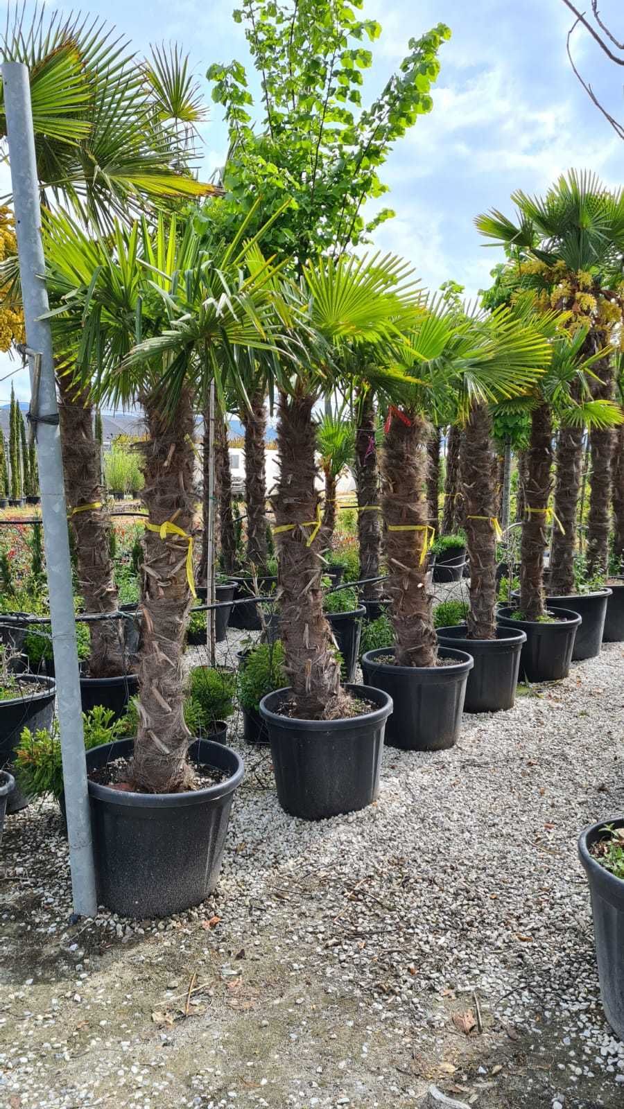 Palmier, Plante Ornamentale