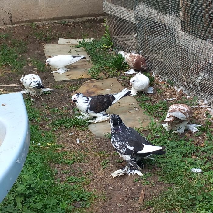 Porumbei uriasi maghiari tineret 2025