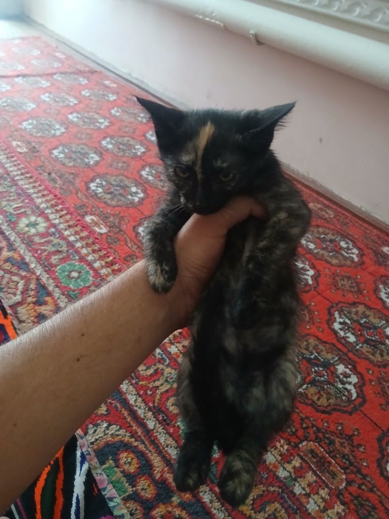 Uy mushuki bor aqilli