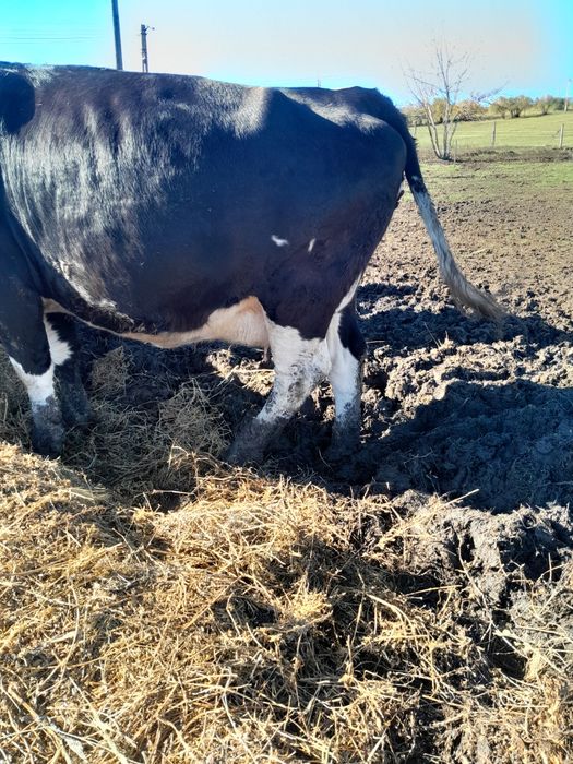 Junică la prima fătare