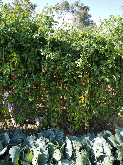 Продается дача 16,73 соток