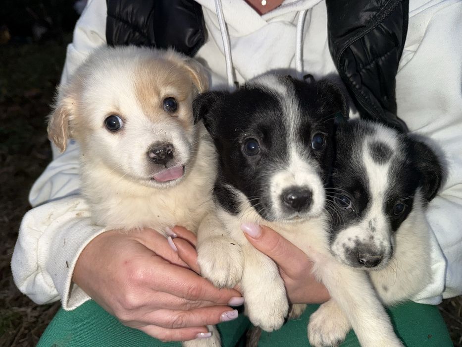 Cățeluși de 5-6 săptămâni caută adopție urgentă