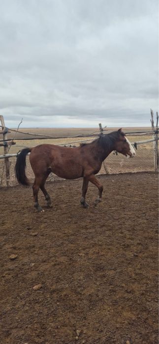 Еркек тайлар сатылады