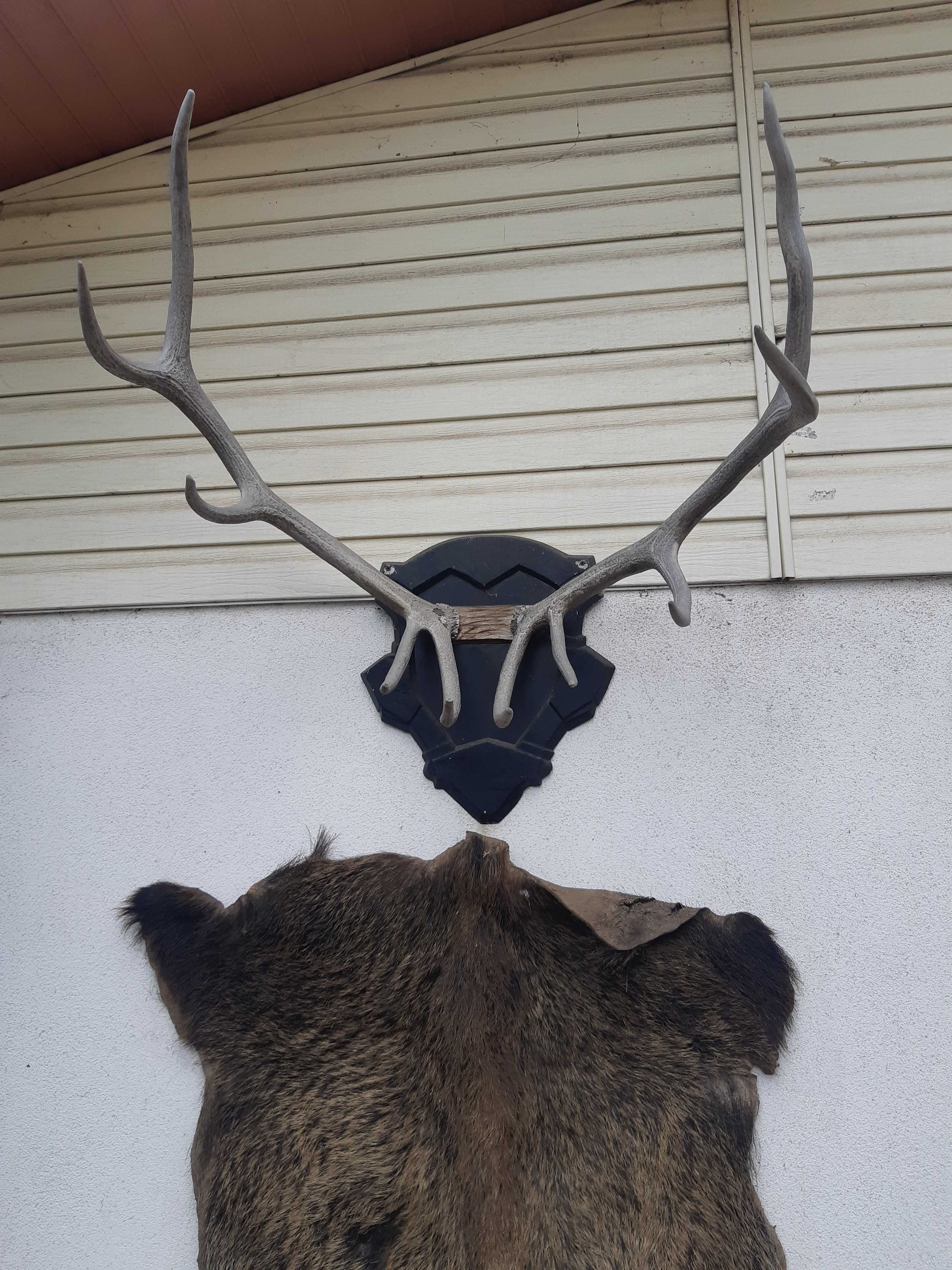 Trofeu coarne de cerb cu panoplie