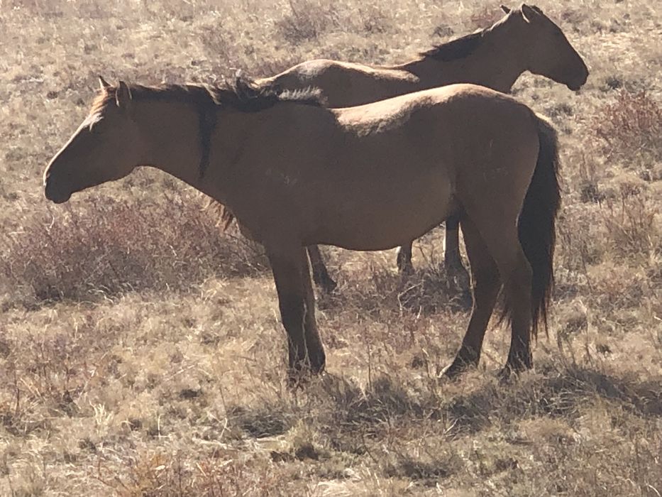 Айғырлыққа құнандар сатылады