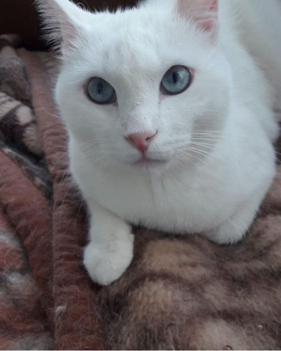 Шикарный котэ с голубыми глзами