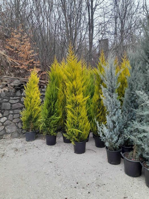 Plante Decorative Tuia