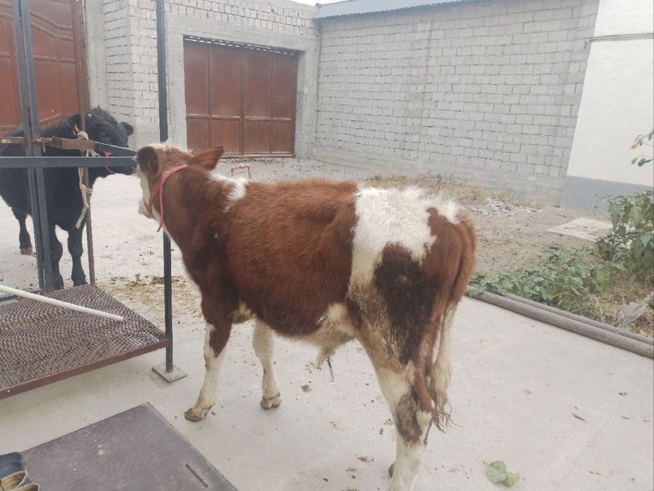 Tozza qonli smental,Angus gibrid bukala sotiladi 20 millyondan kamibor