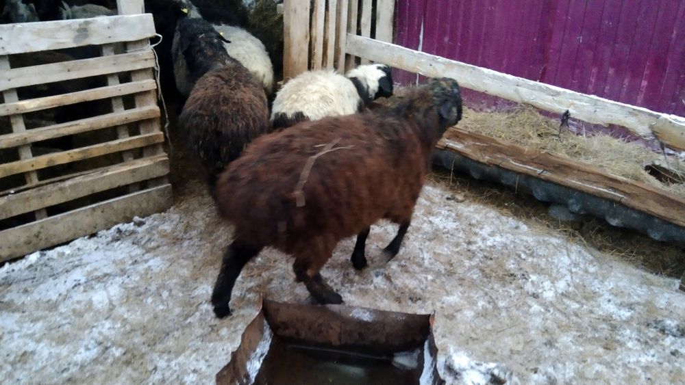 Қашқар сатылады.