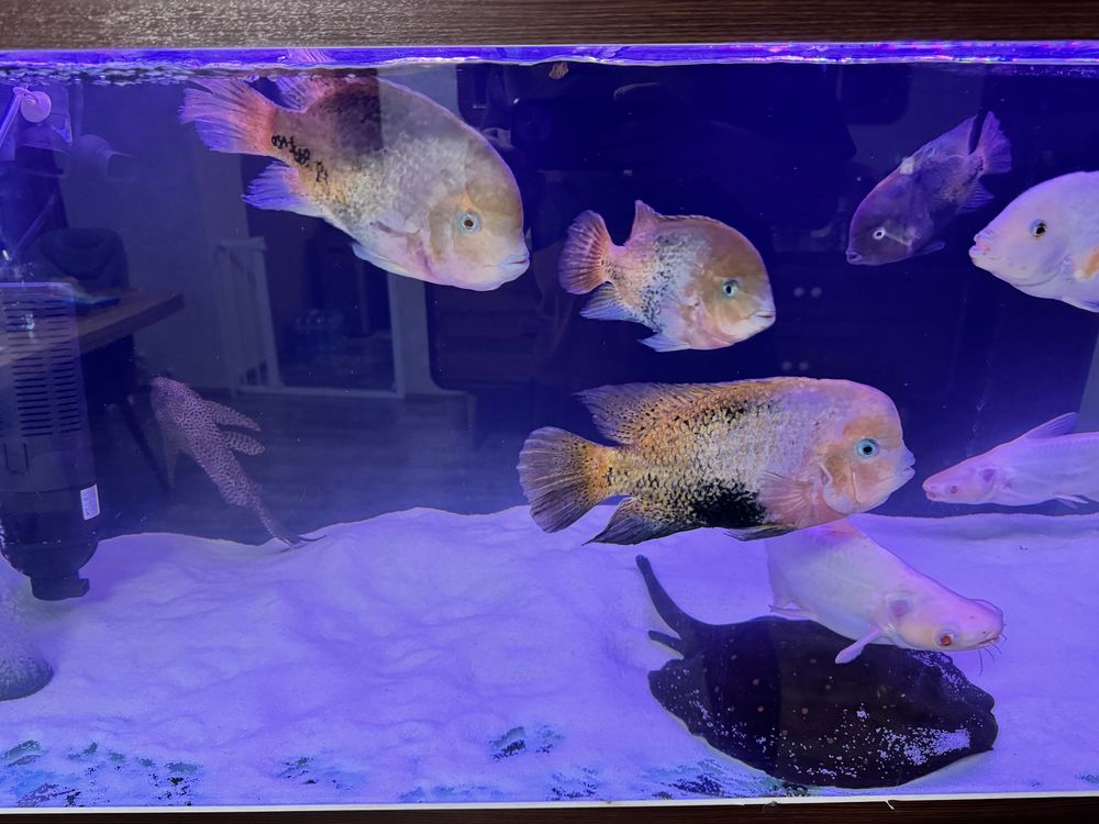 Американски цихлиди Cichlasoma Synspilum (Redhead cichlid)