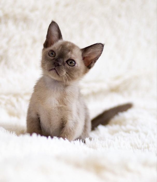 Бурманская кошка