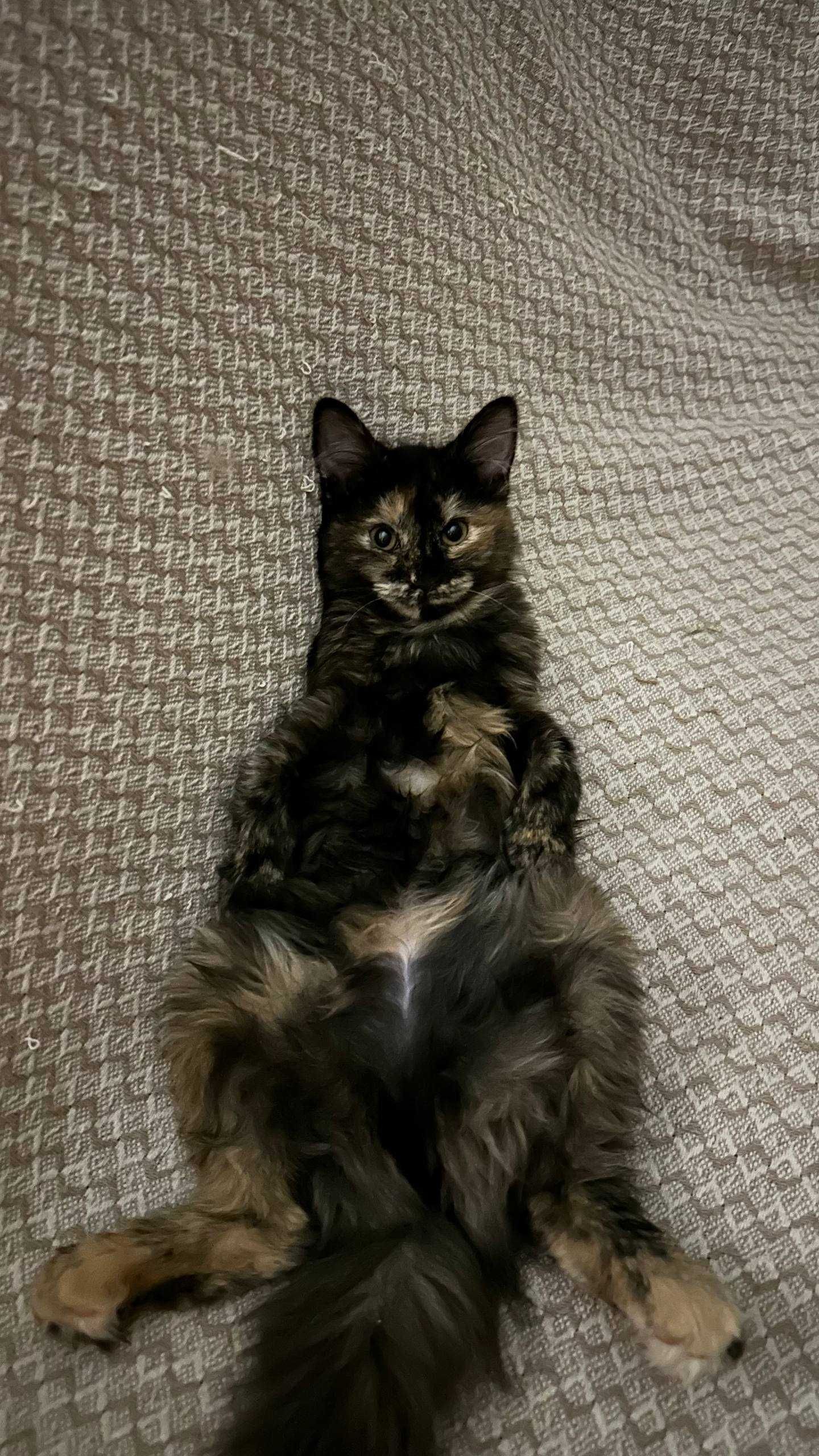 Котята домашние милые