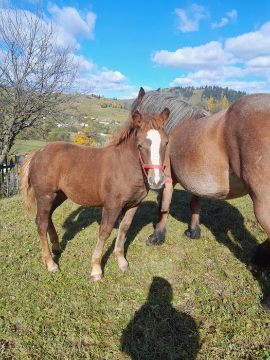 Vand manza, pe 15 face 5 luni