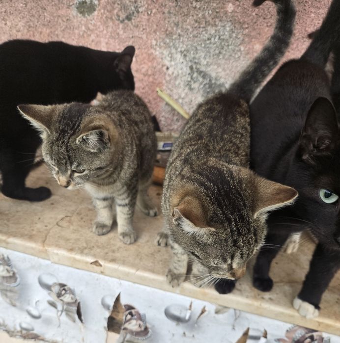 Donez pisici .Am foarte multi. Trebuie sa plec din tara .Detalii la te