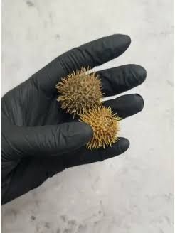 Бурнаки самое эффективное средство от Гайморита  Бурмешоп Ошаган