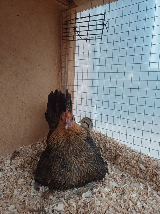 Япон ШАБО товук сотилади