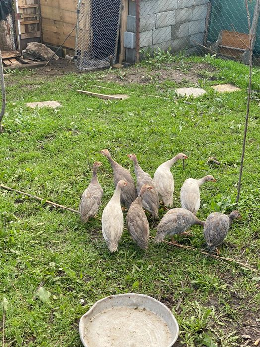 Токачки на 3месеца