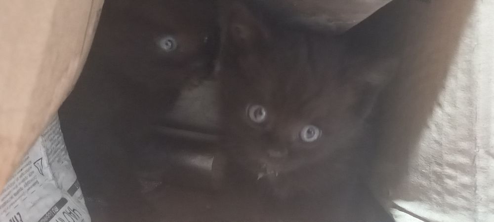 Отдам котят в самые добрые руки !