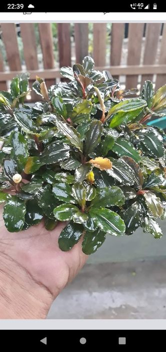 Bucephalandra , bucephalandre acvariu