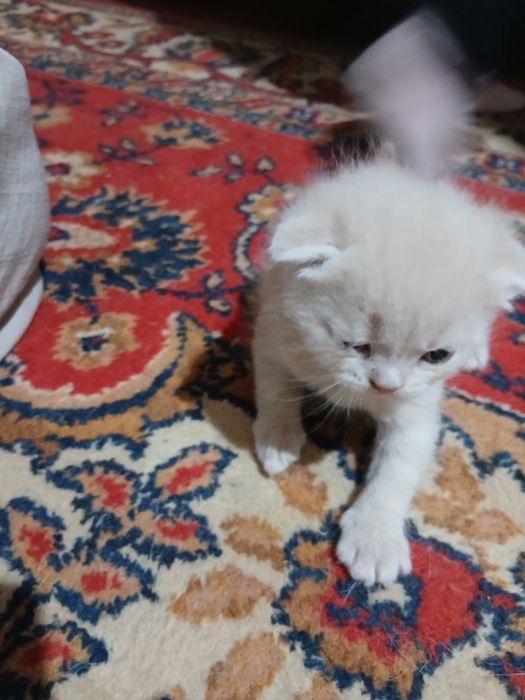 Mushuk bolachalari toza paroda