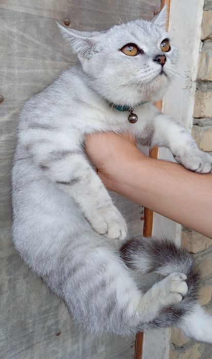 Шиншилла мрамор ўғилча