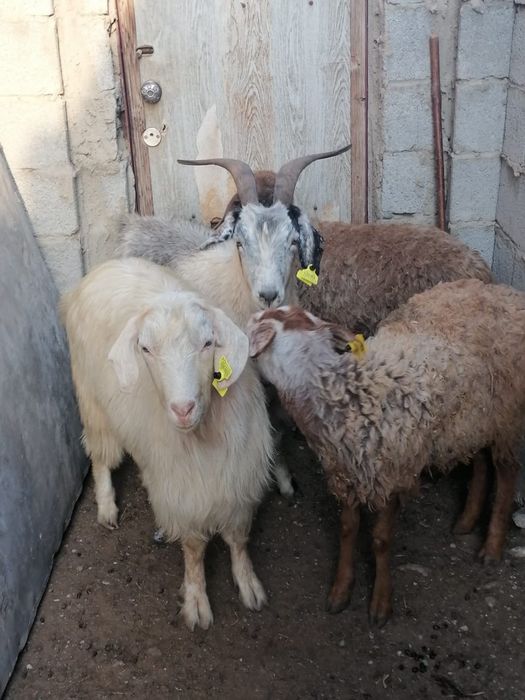 Ешкы и токты сатылады